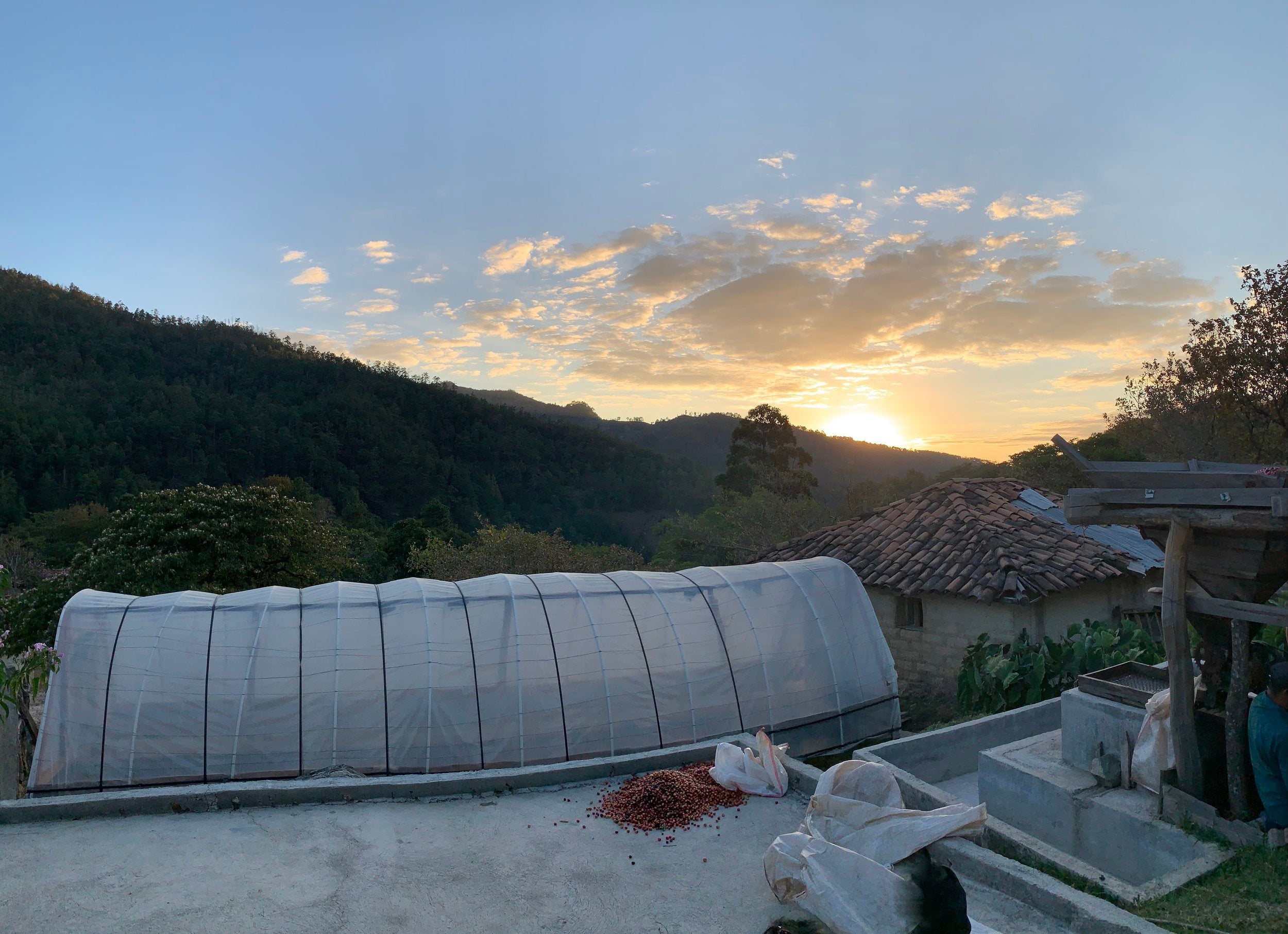 Catracha Coffee Company and Uplifting Santa Elena Through Specialty Coffee