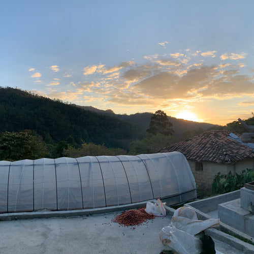Catracha Coffee Company and Uplifting Santa Elena Through Specialty Coffee